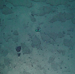 Patches of exposed bedrock inbetween sandy mud. 