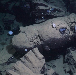 Pillow lava with stalked and encrusting sponges. 
