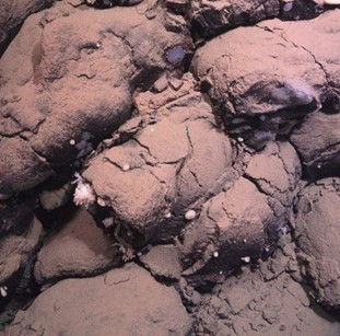 Pillow lava with branching and encrusting sponges. 