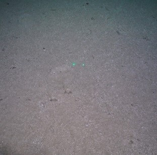 Sandy mud with stalked crinoids.