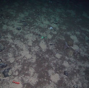 Sandy mud with burrows and foraminifera and patches of rocky outcrops. A red shrimp is on the seabed in the bottom left corner. 