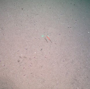 Sandy mud with many small sea cucumbers and a red shrimp. 