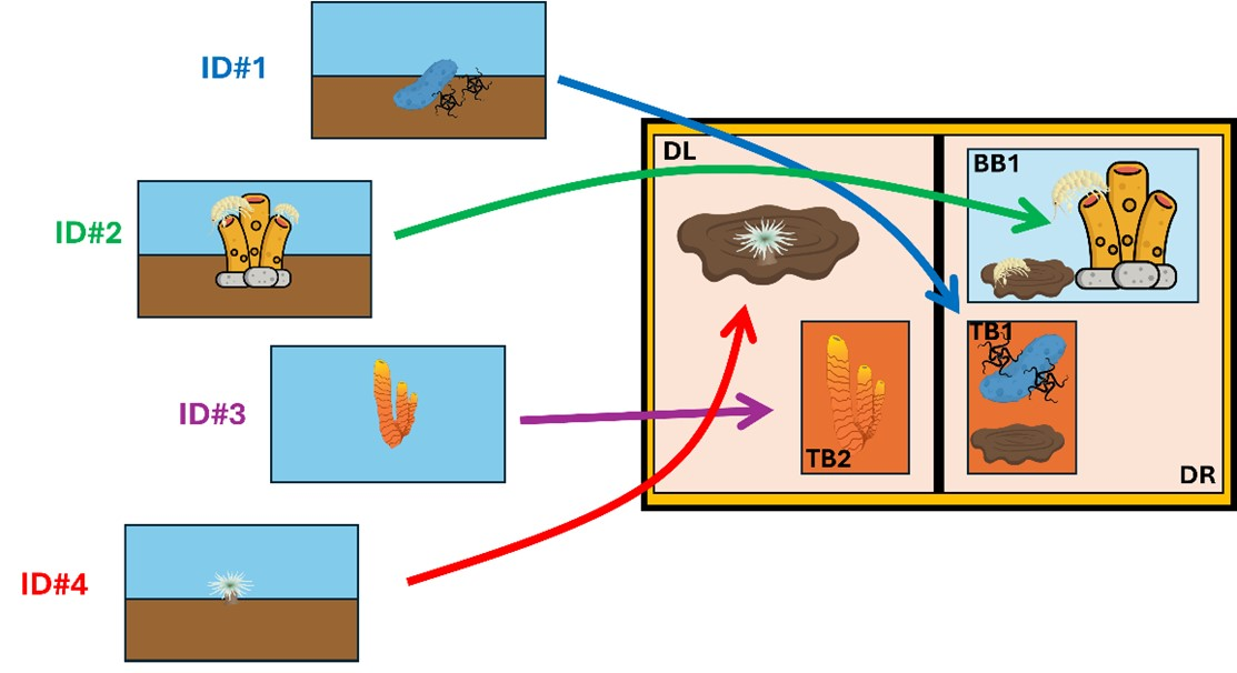 Schematic of the ROV sampling procedures with the Event ID and the storage within the ROV drawer 