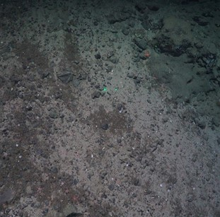 Gravelly muddy sand with patches of spicule mat. 