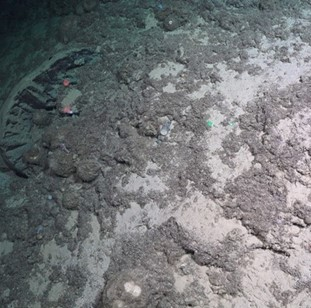 Exposed bedrock mixed in with sandy mud and spicule mat with sponges on top.