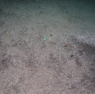 Sandy mud with burrows and foraminifera.