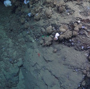 Bedrock wall covered in brown round sponges and white stalked sponges. 