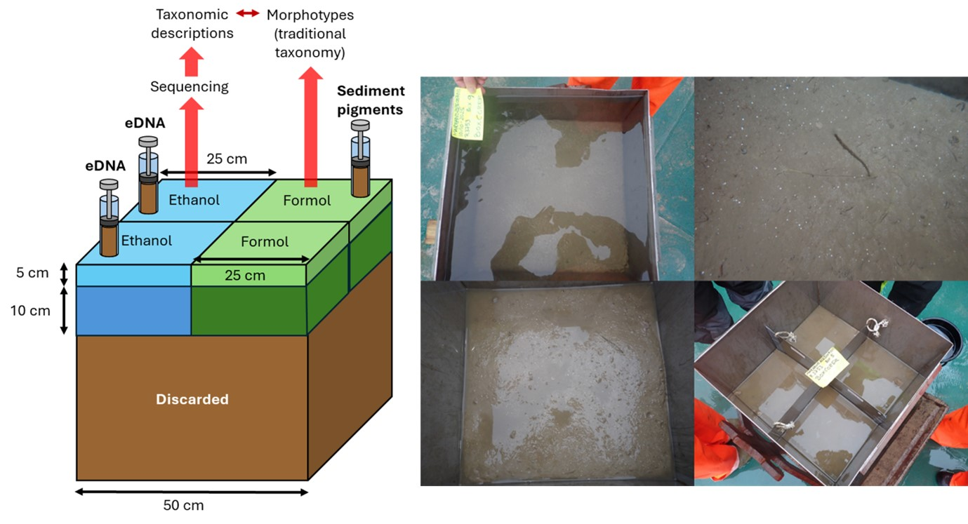 Schematic representation of the box core subsampling (left) and pictures showing the undisturbed sediment surface up on deck before and after removing the overlaying water (right).