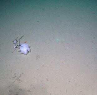 Sandy mud with one large white stalked sponge. 