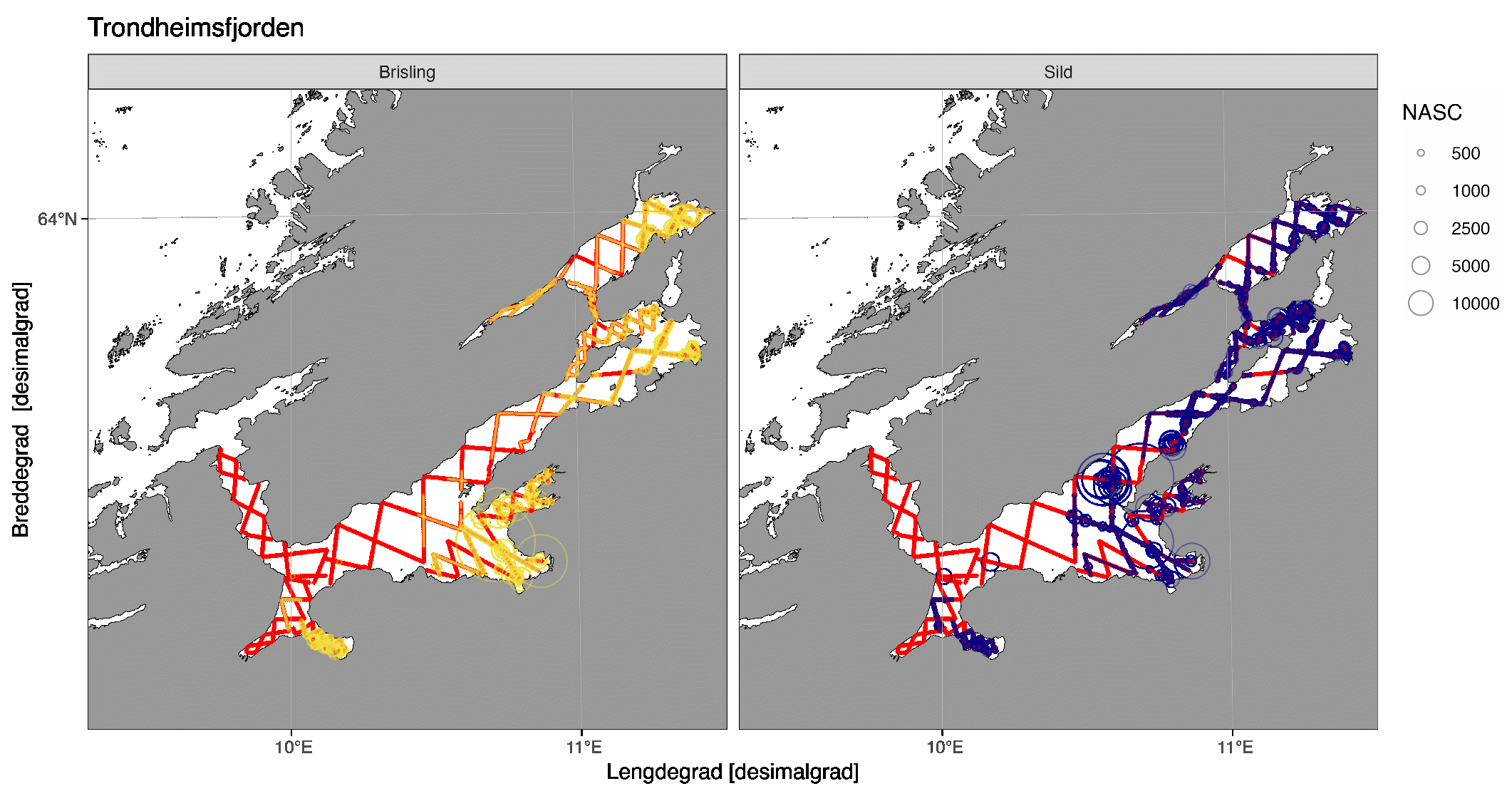 Akustisk tetthet (NASC [m2/n.mi.2] per 0.1 nautisk mil) av brisling (gul) og sild (mørkeblå) registrert på tokt i Trondheimsfjorden 2025 etter bruk av SplitNASC-metoden. Røde linjer representerer akustiske transekt dekket under toktet