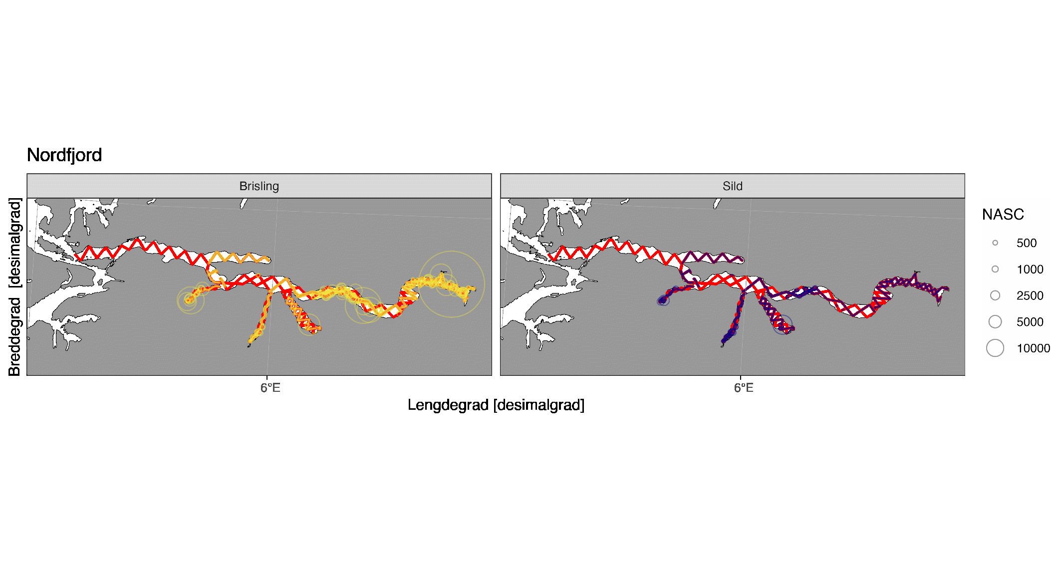 Akustisk tetthet (NASC [m2/n.mi.2] per 0.1 nautisk mil) av brisling (gul) og sild (mørkeblå) registrert på tokt i Nordfjorden 2025 etter bruk av SplitNASC-metoden. Røde linjer representerer akustiske transekt dekket under toktet