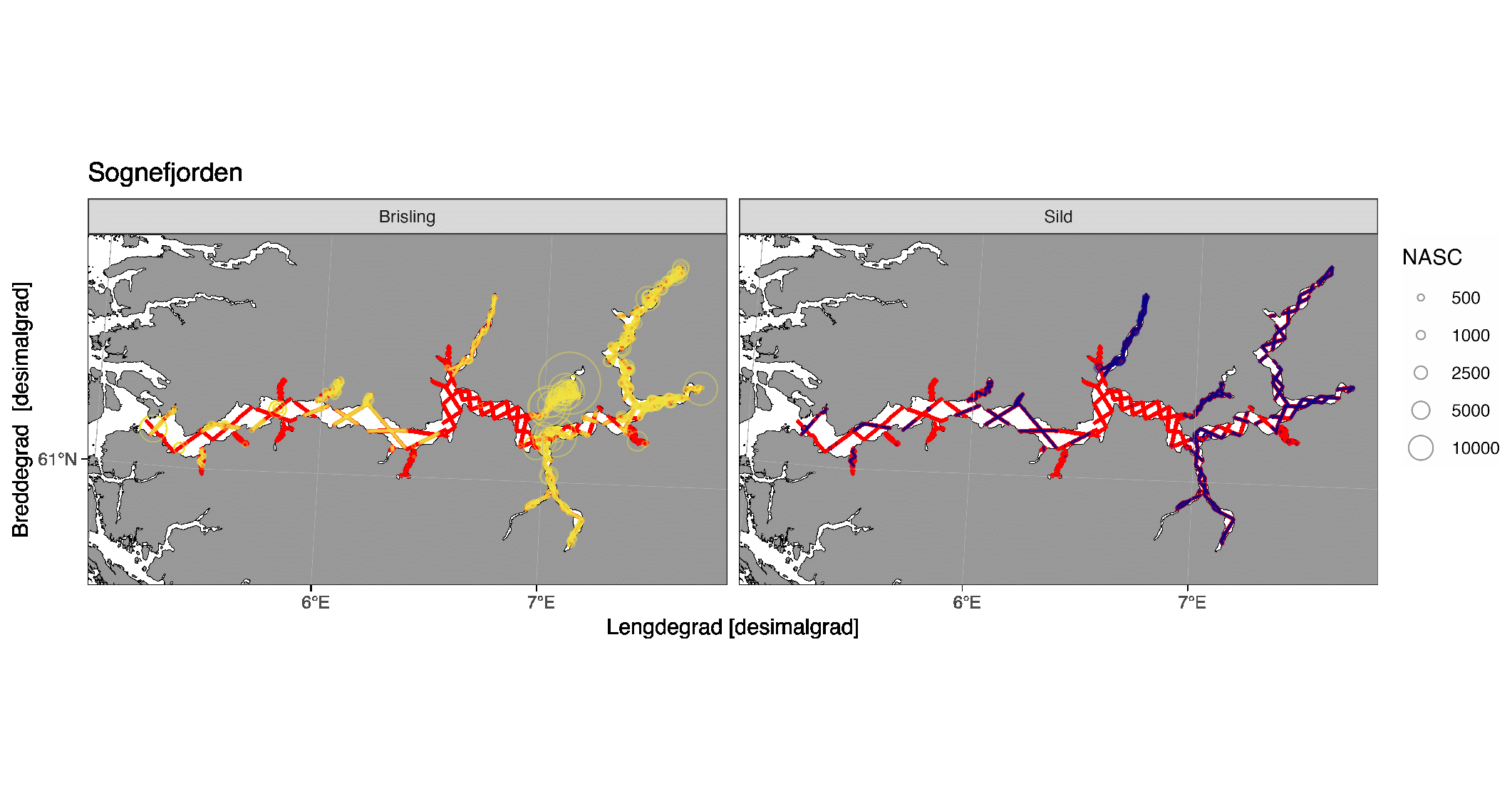 Akustisk tetthet (NASC [m2/n.mi.2] per 0.1 nautisk mil) av brisling (gul) og sild (mørkeblå) registrert på tokt i Hardangerfjorden 2025 etter bruk av SplitNASC-metoden. Røde linjer representerer akustiske transekt dekket under toktet