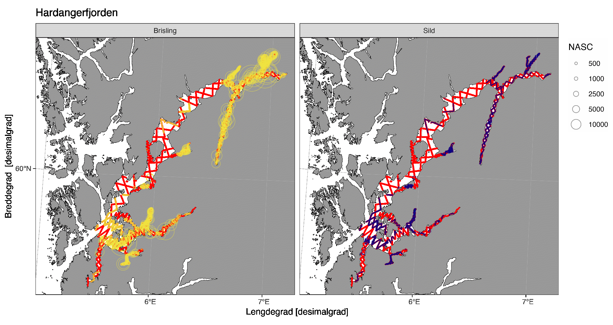 Strata (røde), realiserte akustiske transekt (grå linjer) og trålstasjoner (blå sirkler) dekket under Brislingtokt i Hardangerfjorden, Sognefjorden, Nordfjorden og Trondheimsfjorden 2025.