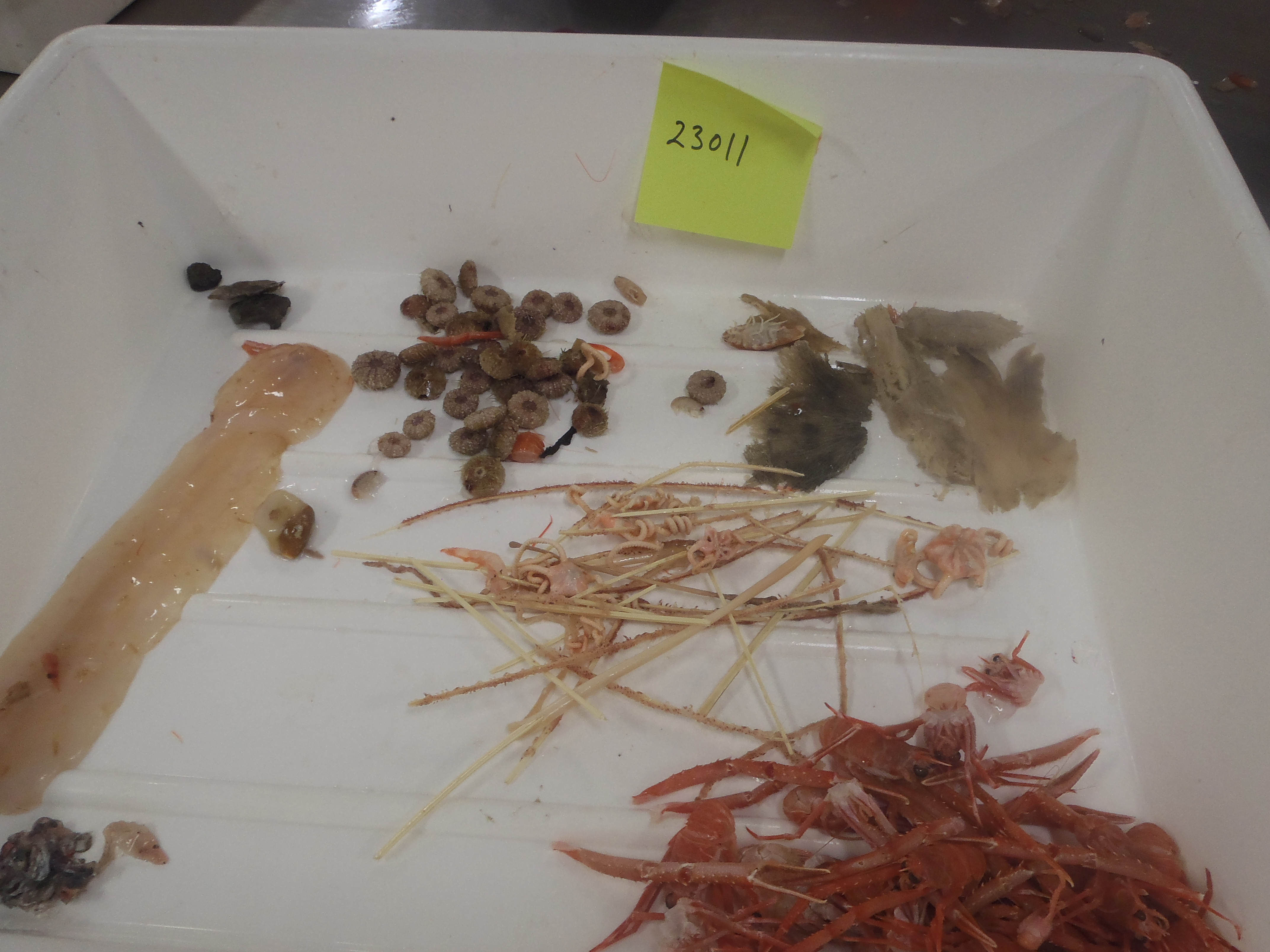 Bilde av benthos fra stasjon 23011 (gul lapp med stasjonsnummer). Vi ser blant annet flere sjøfjær midt i bildet, trollhummer, isopod, rester av svamp og små kråkeboller.