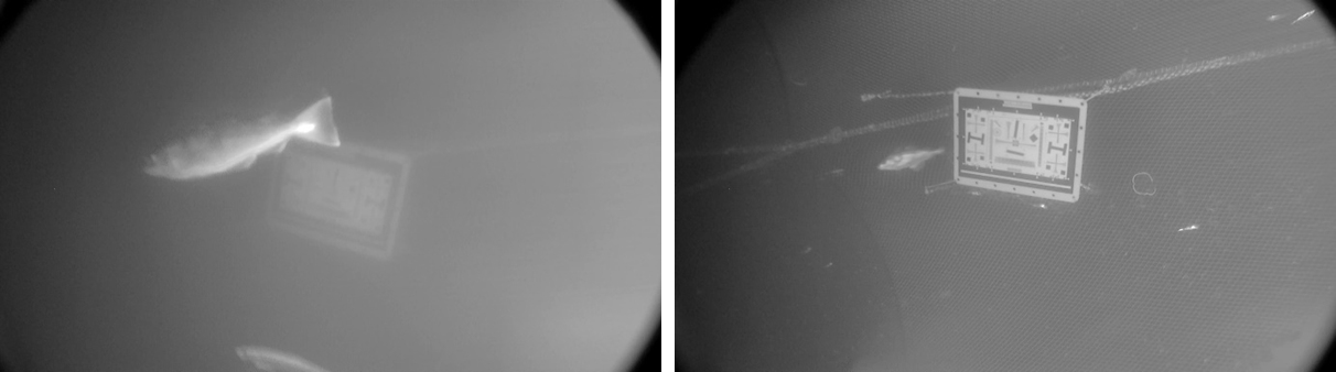 To bilder, der bildet til venstre er mer uklart enn det til høyre. Vi ser noen få tydelige fisk i bildet. 