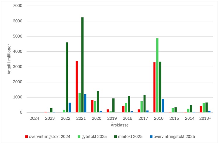 Estimert antall sild fra nvg-overvintringstoktet 2025 sammenlignet med nvg-gytetoktet 2025 og det internasjonale norskehavstoktet i mai 2025, samt nvg-gytetoktet i 2024.