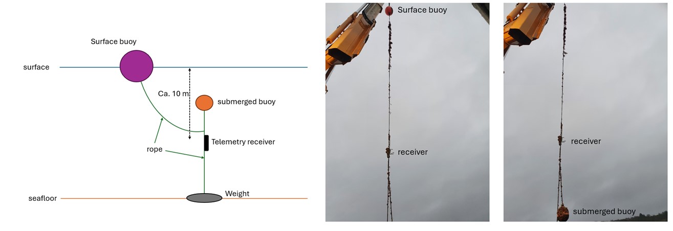 Figure 2. Illustration (left) of the set up of the telemetry receivers and pictures (right) showing the system when retrieved form the water.  