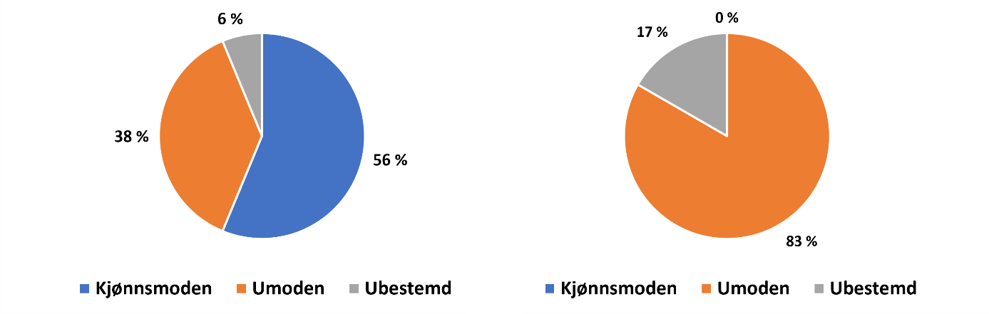 Figur 6 Kjønnsmodning hos oppdrettsfisken registrert på fella i 2025 (venstre) og i utfiskinga nedstraums fella (høgre). Sexual maturation in escaped farmed salmon captured on the trap (left) and in the selective autumn angling (right).