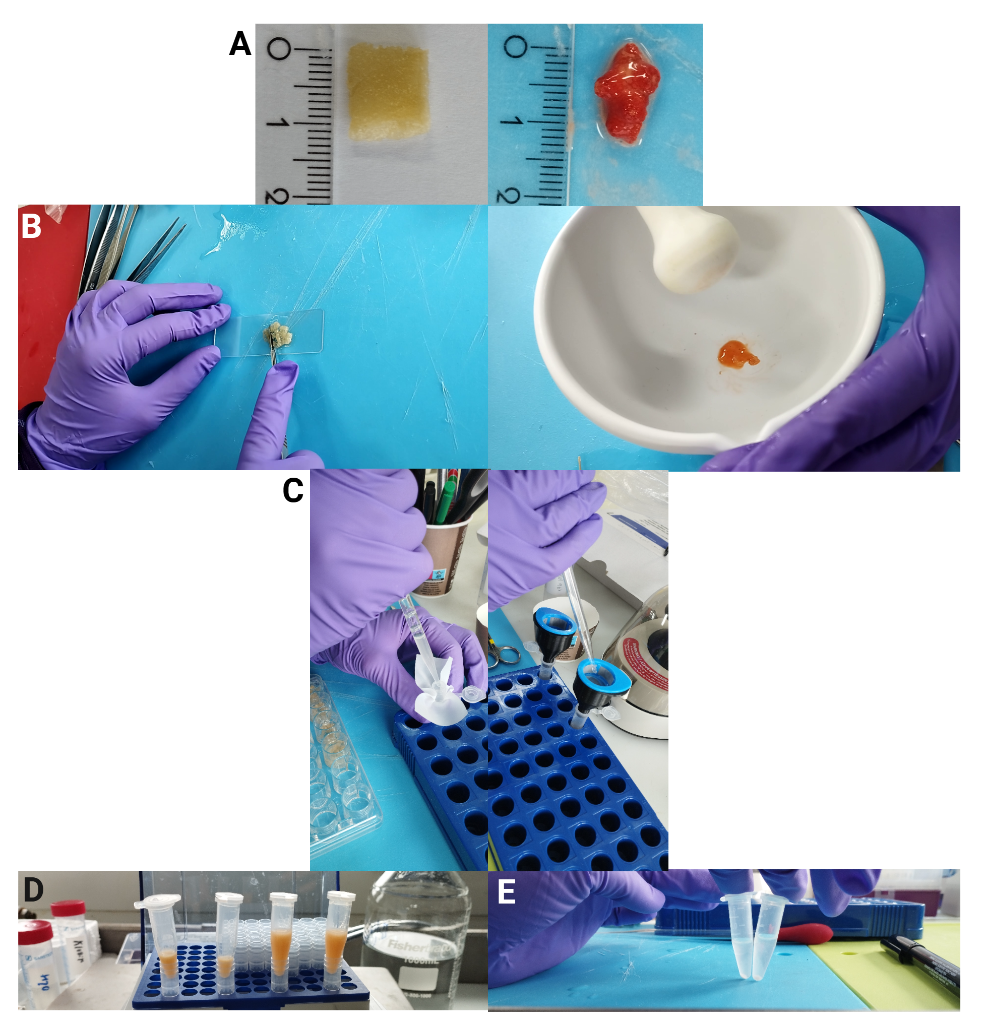 Flere bilder satt sammen som følger: A øverst viser vevsstørrelse av viftesvamp til høyre og sjøtre til høyre, begge ved siden av linjal og viser ca. 1 cm store prøver. Under er B, venstre: hender med lilla engangshansker som kutter vevsprøve med skalpell på et objektglass på blå arbeidsflate, og til høyre: en vevsprøve i bunnen av en morter og pistill. Under er C, hender med lilla engangshansker som pipetterer i et hvitt filter til venstre og i en blå og svart traktlignende sil til høyre. I begge bildene står prøvene i et blått stativ. Nederst til venstre, D: Fire rør i blått stativ med ulik mengde gulaktig materiale i bunnen av hvert rør. I bakgrunnen sees en stor glassflaske og annet laboratorieutstyr. Nederst til høyre, E: Hender med lilla engangshansker holder to rør med klar væske på blå arbeidsflate. 