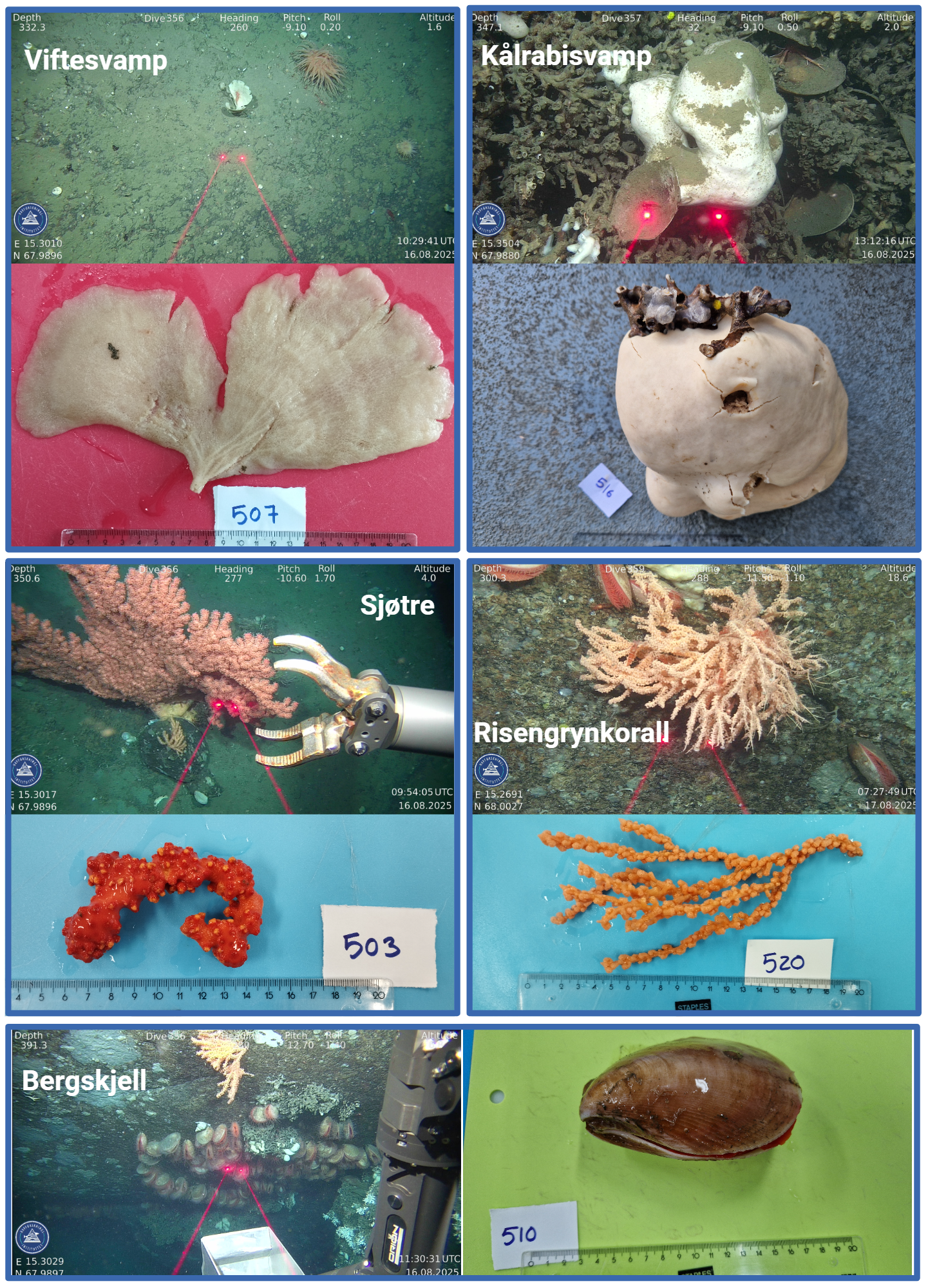 10 bilder av målarter satt sammen på følgende måte: To bilder øverst til venstre viser viftesvamp fra ROV-video (øverst) og nærbilde fra lab med linjal som målestokk (nederst). To bilder øverst til høyre viser kålrabisvamp fra ROV-video (øverst) og nærbilde fra lab med linjal som målestokk (nederst). To bilder i midten til venstre viser sjøtre fra ROV-video (øverst) og nærbilde fra lab med linjal som målestokk (nederst). På bildet fra ROV-video er ROV’ens gripeklo åpen og i posisjon for å ta et fragment av sjøtreet. To bilder i midten til høyre viser risengrynkorall fra ROV-video (øverst) og nærbilde fra lab med linjal som målestokk (nederst). To bilder nederst viser bergskjell fra ROV-video (venstre) og nærbilde fra lab med linjal som målestokk (høyre). På alle bildene fra ROV-video er to laserstråler med laserpunkter synlige på dyret. På alle nærbildene er det lapper med tall sammen med prøven.