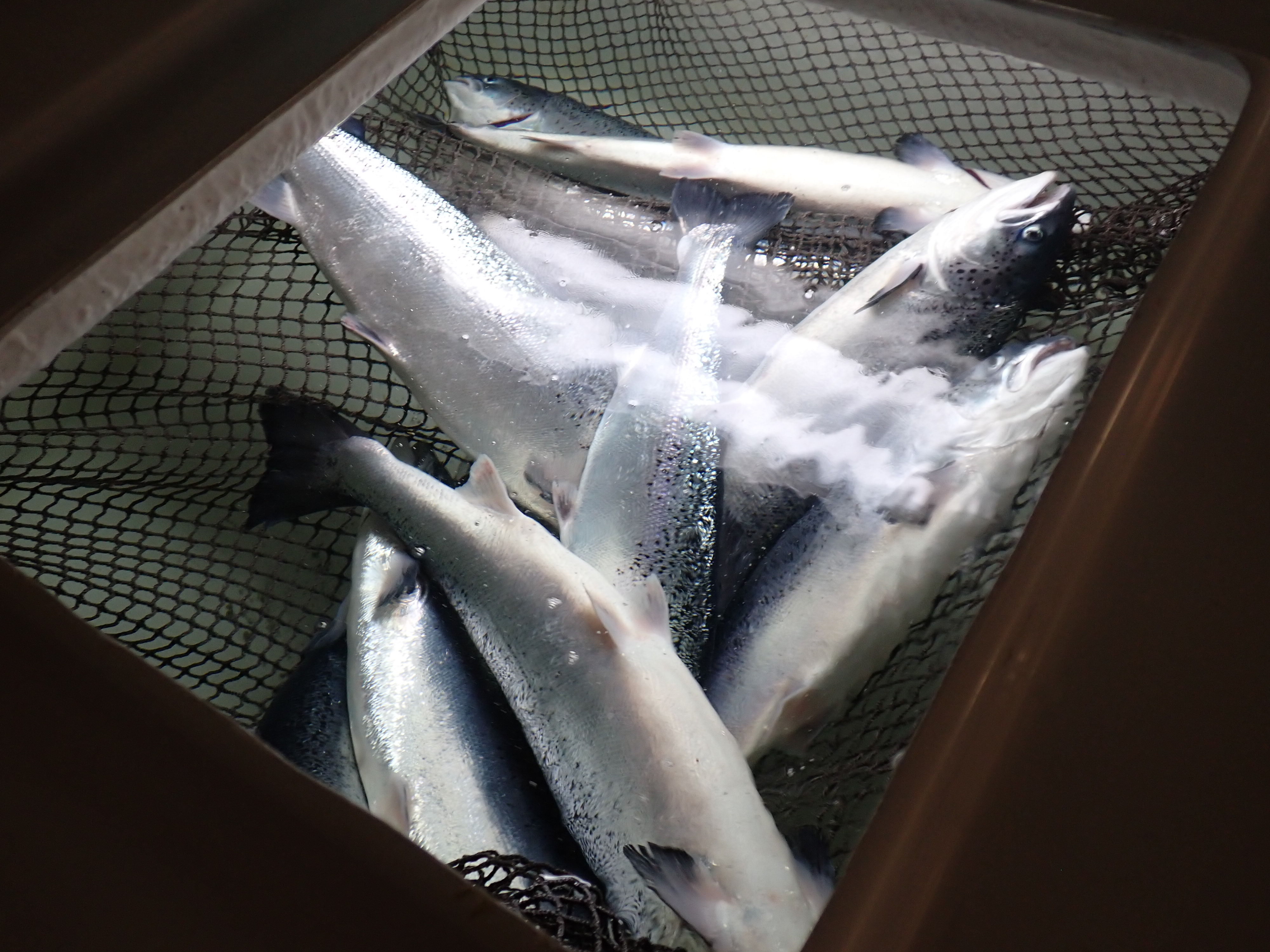 Atlantic salmon carcasses lying on a net suspended inside a tank to mimic how self-dead salmon lie on the bottom of a sea cage
