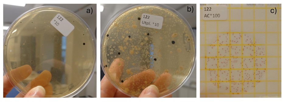 Figure 15 bacterial plates