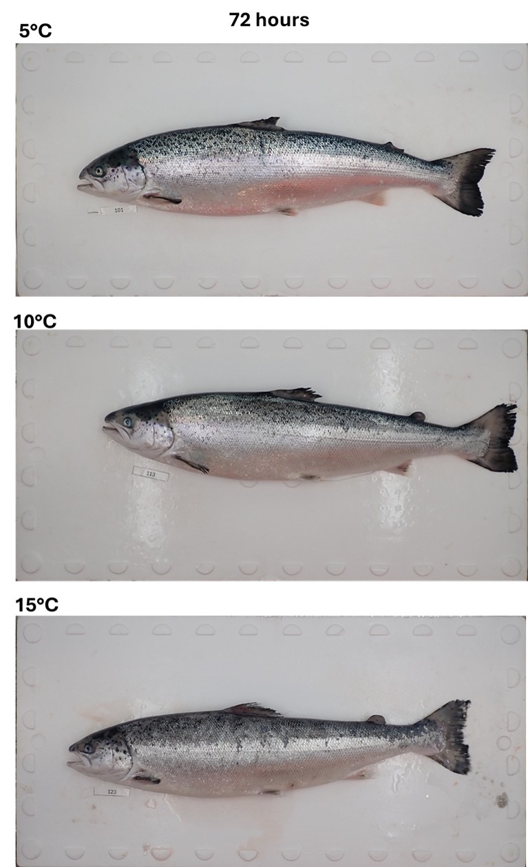 Figure 5 _ all body 72h