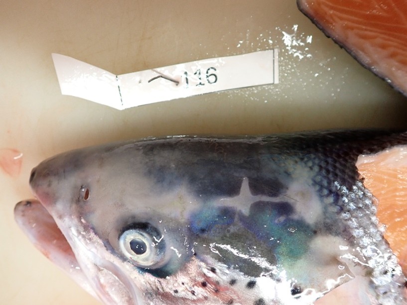 Figure 7_ head detail