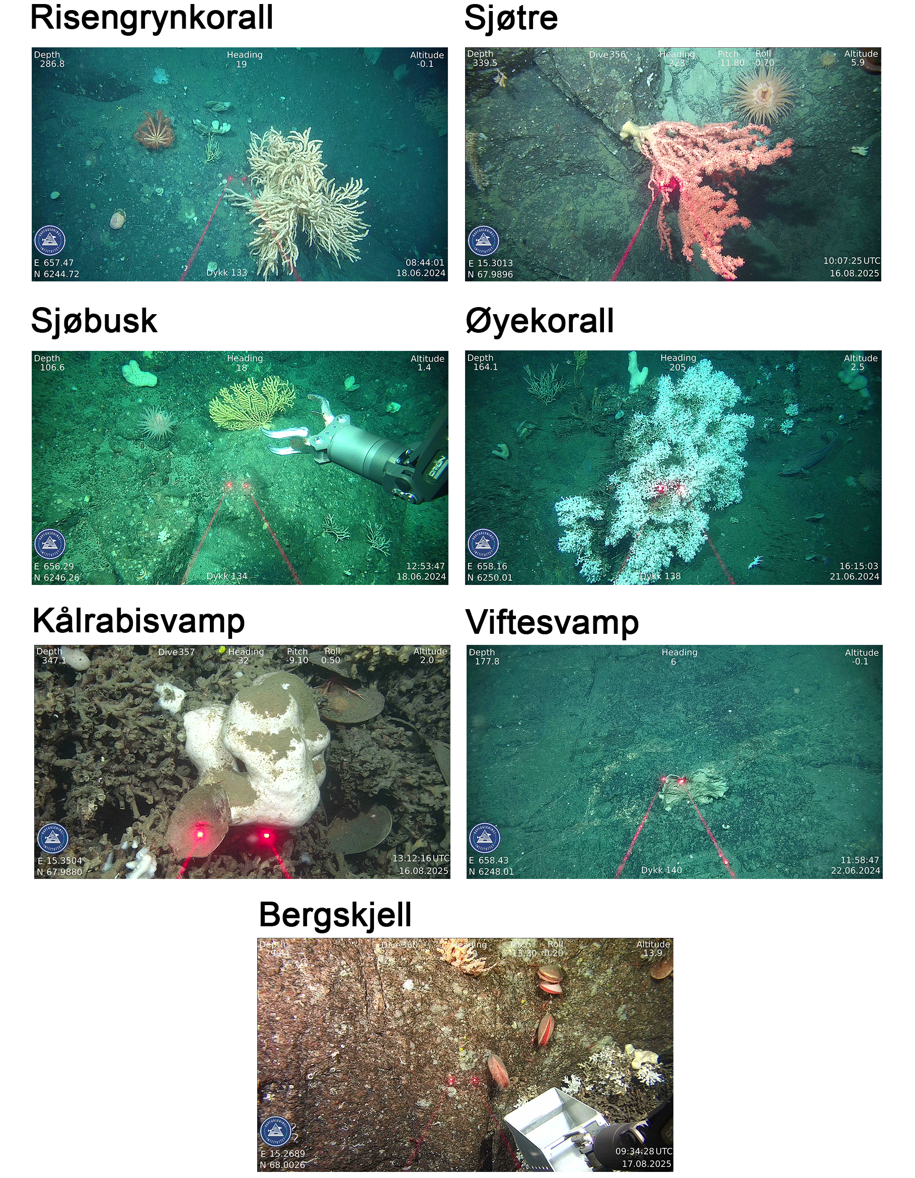Syv bilder listet to og to, og ett nederst. Fra øverst til venstre: Risengrynkorall, sjøtre, sjøbusk (her er også ROV sin manipulatorarm synlig), øyekorall, kålrabisvamp, viftesvamp og bergskjell (her er ROV sin manipulatorarm med spesialtilpasset skuff synlig). I alle bildene er den aktuelle arten i midten, gjerne med andre arter rundt. Røde laserpunkt viser avstand. I alle bildene er HI sin logo og koordinater i nederste venstre hjørne, klokkeslett og dato i nederste høyre hjørne, og Dykk + nummer nederst i bildet. Øverst i bildene er dybde og annen dykkinformasjon. 