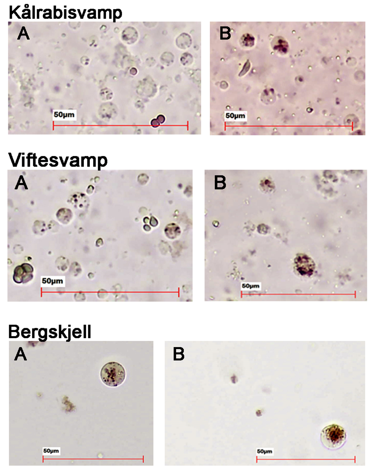 To og to bilder, A og B for hver art. Størrelsesmarkering rød linje = 50 um.