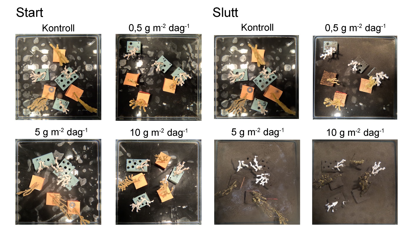 Åtte bilder tatt ovenfra ned i karene. Fire bilder fra Start (to og to bilder til venstre) og fra Slutt (to og to bilder til høyre), fra de ulike konsentrasjonene.