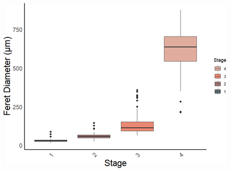 Boksplott med «stage» (stadium) 1 til 4 langs x-aksen, og feretdiameter (um) langs y-aksen, med skala 0 til 900. Til høyre i figuren er stadiene listet, fra 4 øverst, til 1, med forskjellige farger. Svarte prikker viser uteliggere.