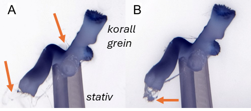Oransje piler peker på slim på korallfragment, henholdsvis to en pil på venstre (A) og høyre (B) bilde.