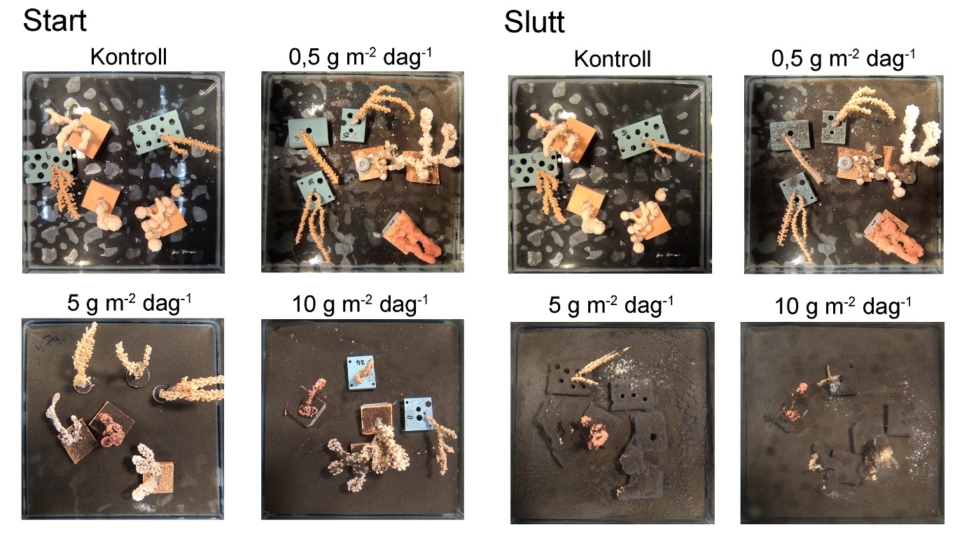 Åtte bilder tatt ovenfra ned i karene. Fire bilder fra Start (to og to bilder til venstre) og fra Slutt (to og to bilder til høyre), fra de ulike konsentrasjonene.