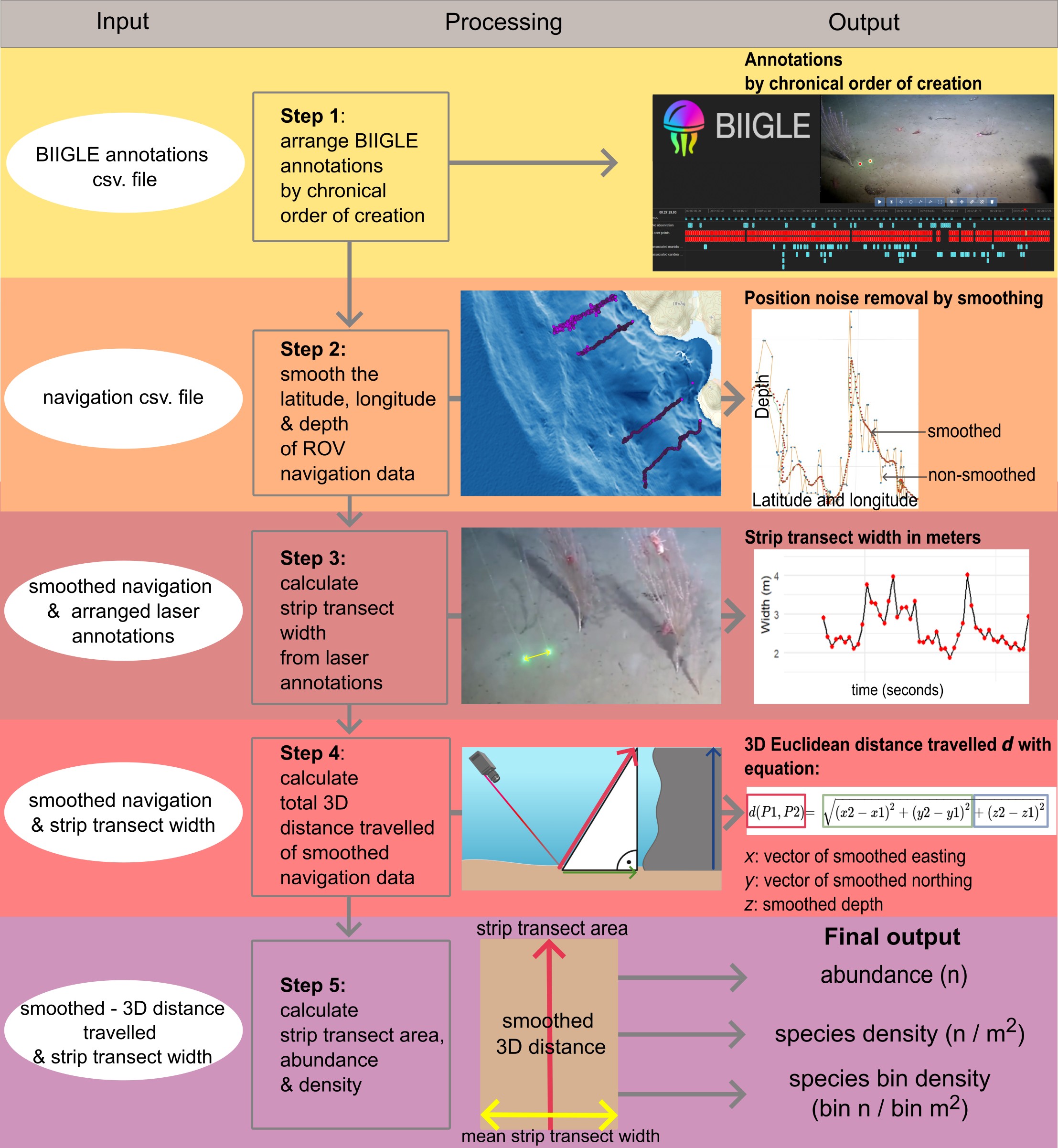 De fem stegene (på engelsk) er som følger: Input (kolonne til venstre), processing (kolonne i midten) og output (kolonne til høyre). Under «Processing» står stegene fra 1 til 5, og de lyder som følge på engelsk: 1: Arrange BIIGLE annotations by chronical order of creation. 2: Smooth the latitude, longitude and depth of ROV navigation data. 3: calculate strip transect width from laser annotations. 4: calculate total 3D distance travelled of smoothed navigation data. 5: calculate strip transect area, abundance and density.