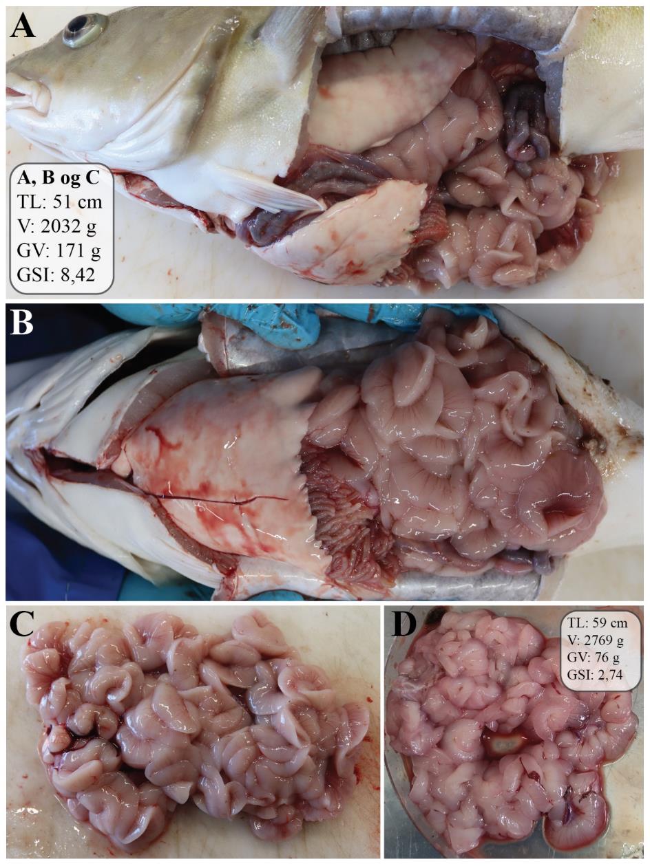 Figur 16: Figuren viser to bilder av en hanntorsk som er åpnet ventralt og på siden, slik at organene i bukhulen, spesielt testes, er synlige. Testes opptar omtrent halvparten til 2/3 av plassen i bukhulen. De to andre bildene viser ulike testes. Lobene er langstrakte, lappete og krøllete, og fargen varierer fra rødlig lys rosa til rosa.
