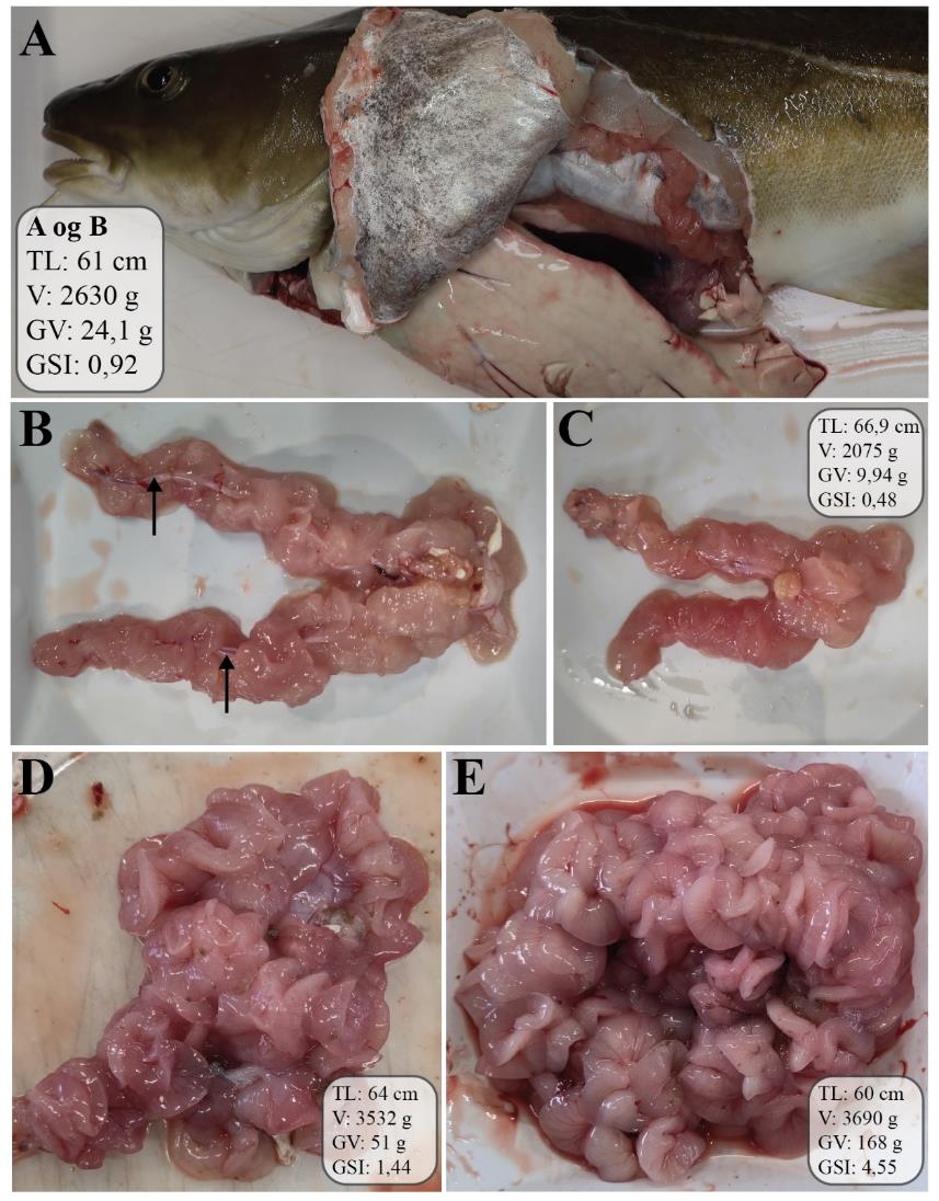 Figur 15: Figuren viser et bilde av en hanntorsk som er åpnet ventralt og på siden, slik at organene i bukhulen, spesielt testes, er synlige. Testes opptar omtrent halvparten til 2/3 av plassen i bukhulen. De fire andre bildene viser ulike testes. Lobene er langstrakte, lappete og krøllete, og fargen varierer fra rødlig lys rosa til rosa.