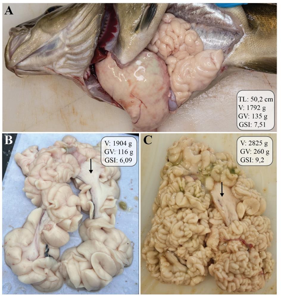 Figur 18: Figuren viser et bilde av en hanntorsk som er åpnet ventralt og på siden, slik at organene i bukhulen, spesielt testes, er synlige. Testes opptar mesteparten av plassen i bukhulen. De to andre bildene viser testes i ulike forstørrelser. Lobene er fyldige, hvite og ugjennomsiktige, og sædlederne er fylt med melke.