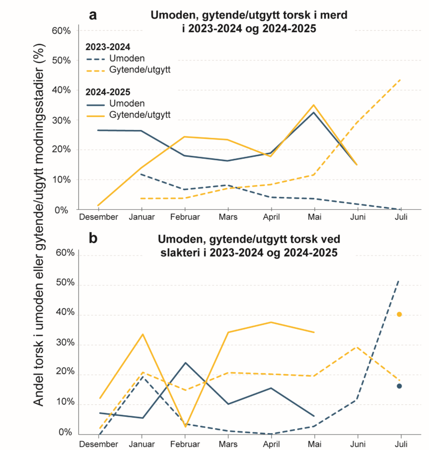 Figur 2: Figuren viser en graf som illustrerer andelen umoden og gytende/utgytt fisk enten i merd eller på slakteriet i sesongen 2023-2024 og 2024-2025.