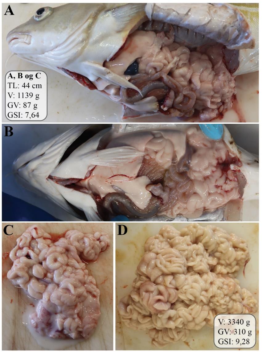 Figur 17: Figuren viser to bilder av en hanntorsk som er åpnet ventralt og på siden, slik at organene i bukhulen, spesielt testes, er synlige. Testes opptar mesteparten av plassen i bukhulen. De to andre bildene viser testes i ulike forstørrelser. Lobene er fyldige, hvite og ugjennomsiktige, og sædlederne er fylt med melke.