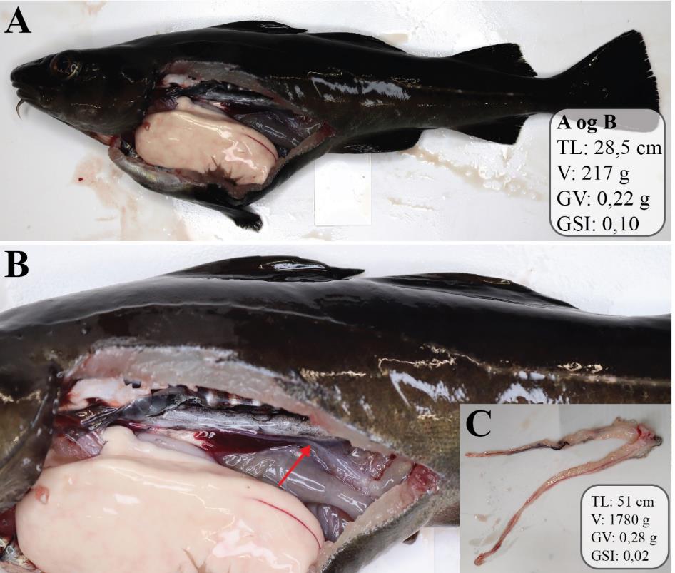 Figur 14: Figuren viser to bilder av en hanntorsk som er åpnet ventralt og på siden i ulike forstørrelser, slik at organene i bukhulen kan observeres. Testes er vanskelig å se og ligner på en streng. Et tredje bilde viser testes utenfor fisken.