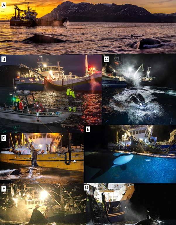 Diverse bilder som illustrerer forskjellige sider av forsøket