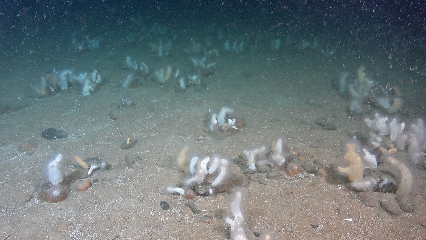 Foto med eksempel på Alcyonium-hage på stasjon R3640, i sørlig del av område NSJ-1, 52 m dyp.