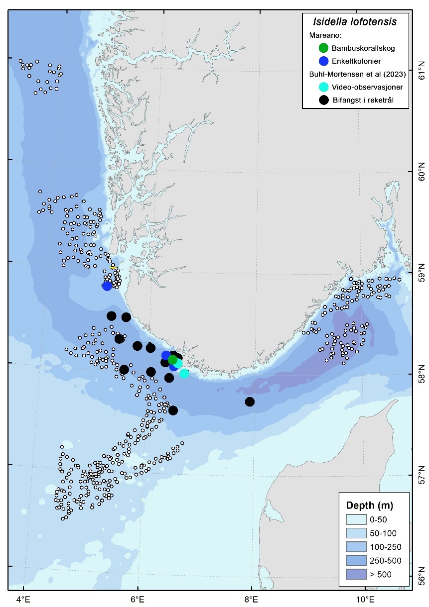 Kart som viser observasjoner av bambuskorall (Isidella lofotensis) fra Mareanos kartlegging sammenstilt med informasjon fra tidligere publikasjon fra Buhl-Mortensen et al. (2023). Forkomster fra de ulike datakildene er angitt som punkt med ulike farger.