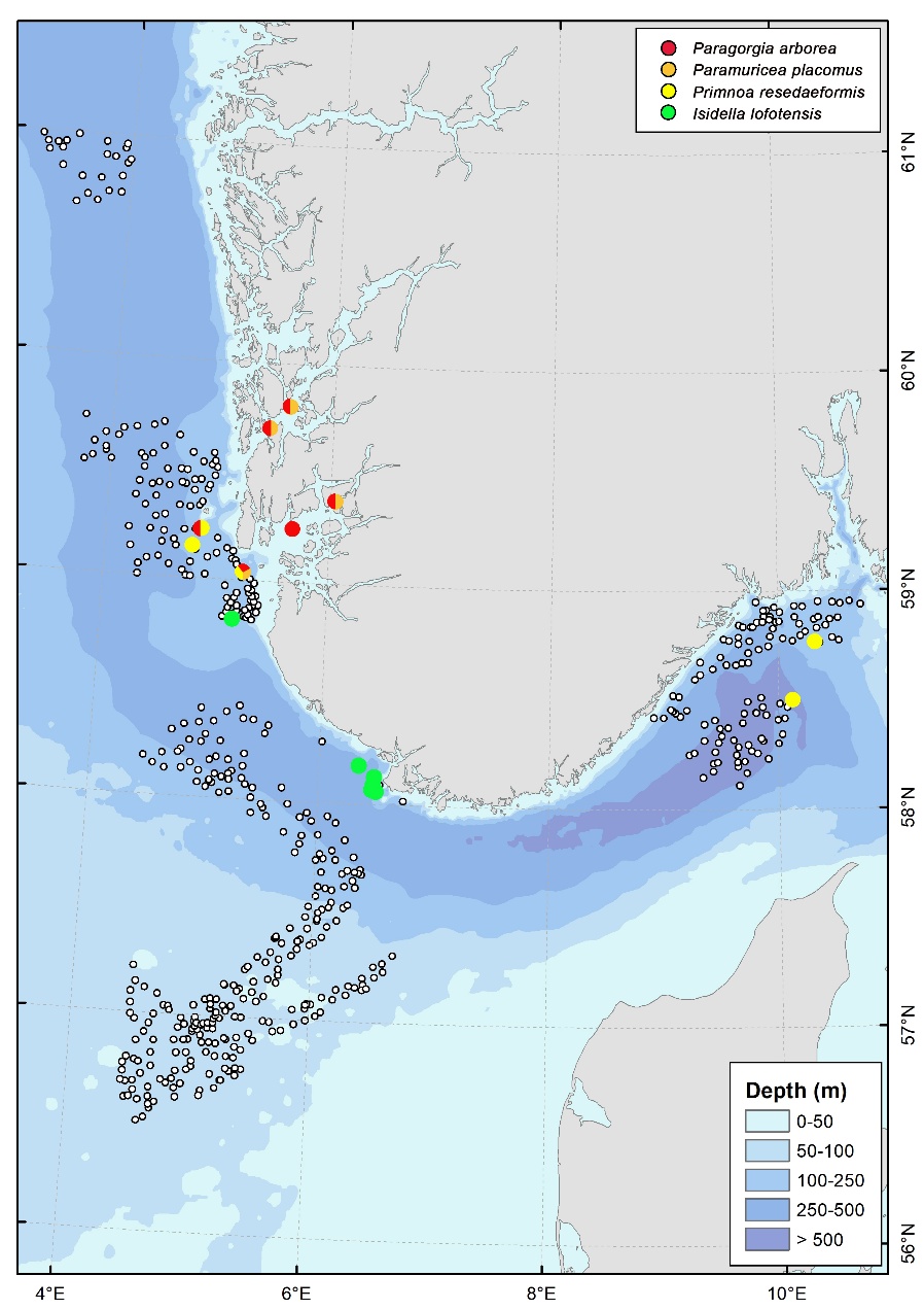 Kart over forekomster av hornkorallene sjøtre (Paragorgia arborea), sjøbusk (Paramuricea placomus), risengrynkorall (Primnoa resedaeformis) og bambuskorall (Isidella lofotensis). De ulike hornkorallene er angitt som punkter med ulik farge.