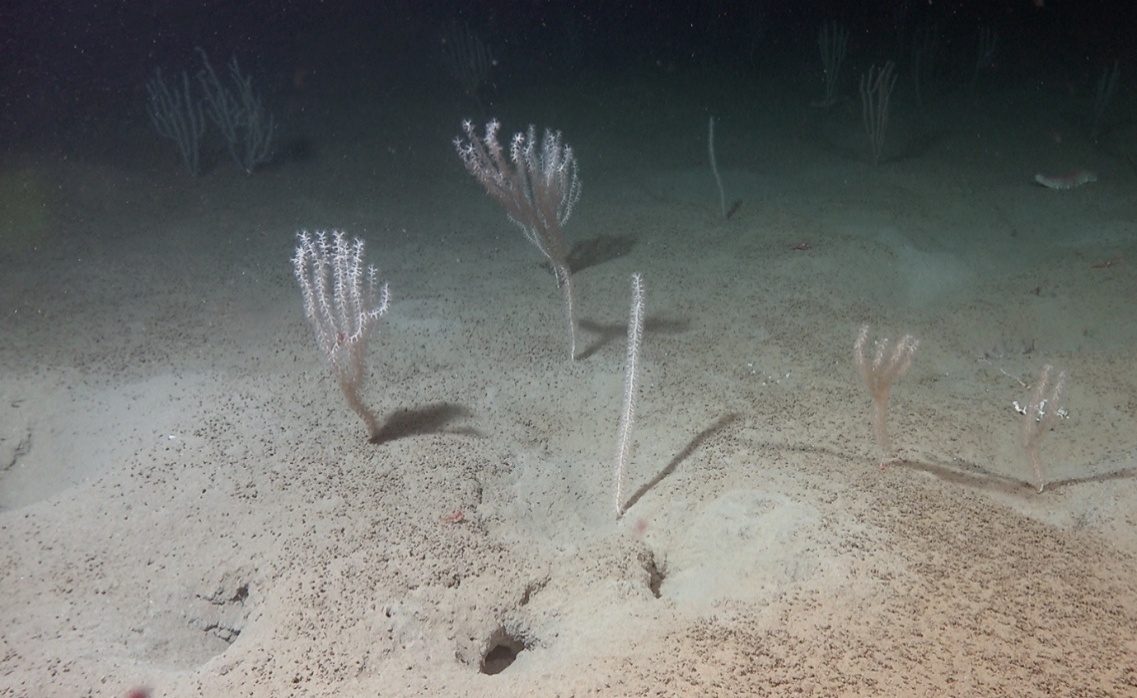 Bilde av bambuskorallskog og spredte sjøfjær på stasjon R3668, i KB Jæren, 300 m dyp.