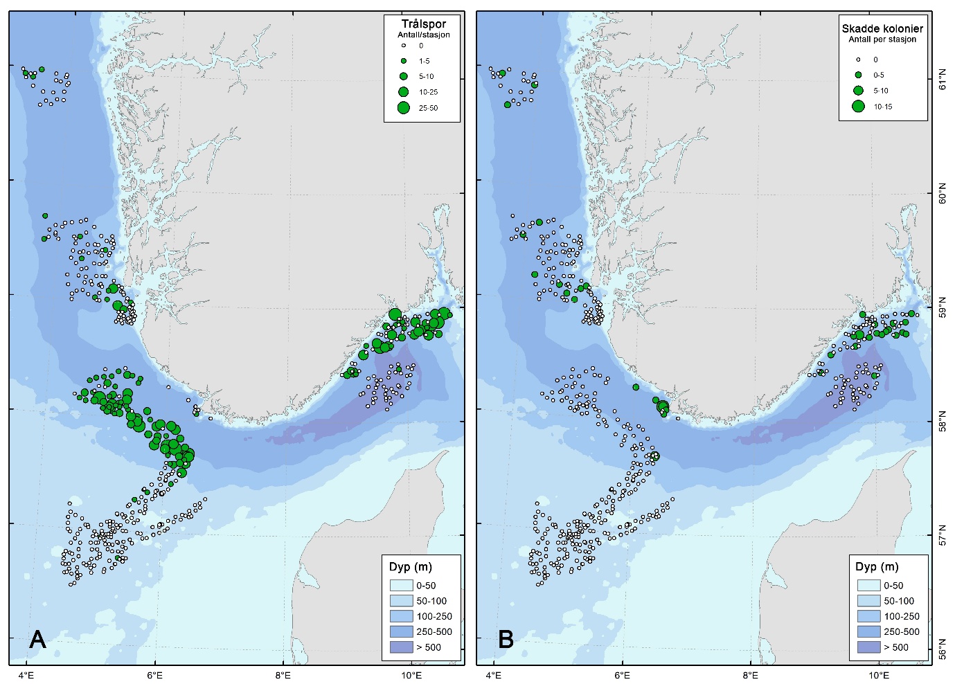 To kart som viser antall observasjoner av trålspor (A) og skadde kolonier av sjøfjær (B).  Mengden (antall per videolinje) er gitt som størrelse av punktene.