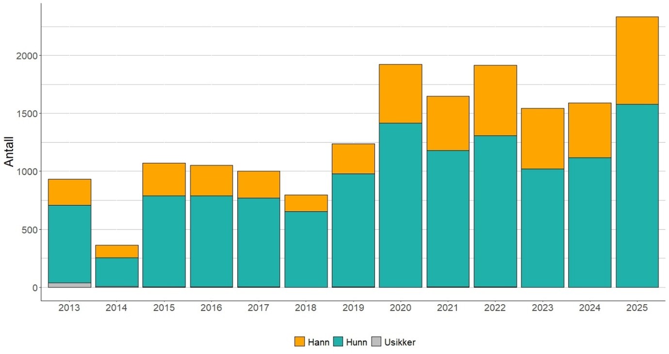 Figur 9 Kjønnsfordeling av sjøørret fra 2013-2025