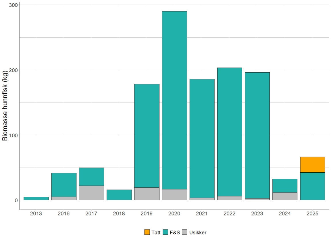 Figur 13 Antall rapportert biomasse hunner av sjøørret fanget under sportsfiske fra 2013 til 2025. Merk at i 2024 ble fiskesesongen stengt tidlig. F&S er fang og slipp, usikker er ingen data, tatt er avlivet fisk. Data fra elveguiden.no.