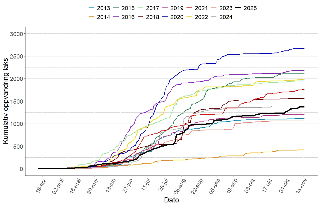 Kumulativ oppvandring av villaks fra 2013 til 2025. Oppvandringsforløpet i 2025 er tegnet i svart strek.